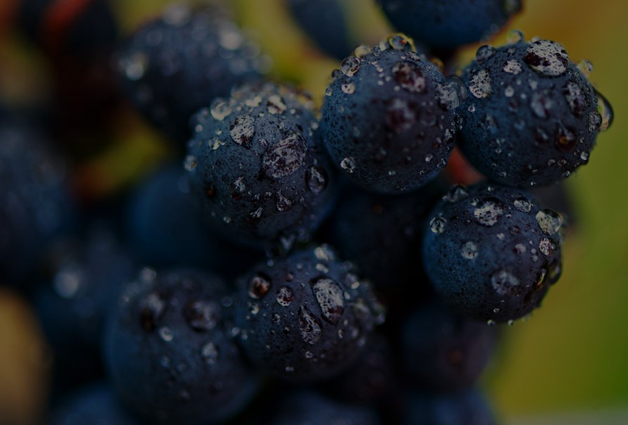Vignoble et raisins, univers de la formation oenologique